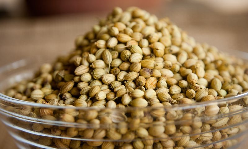 coriander-390708__480