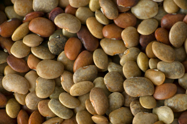 Madras gram seeds, horse gram or kulthi bean, Macrotyloma uniflorum macro closeup, Satara, Maharashtra, India