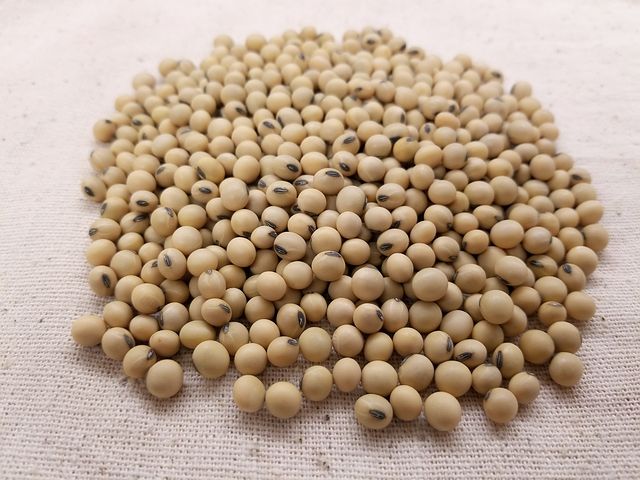 soybean-3754425__480