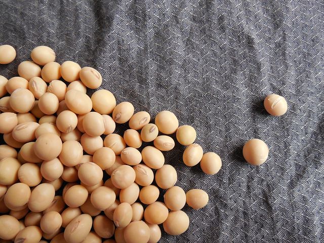 soybeans-182295__480